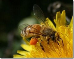 BeewithPollen BeewithPollen