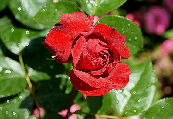rosa vermelha 10 - Gloria Ishizaka