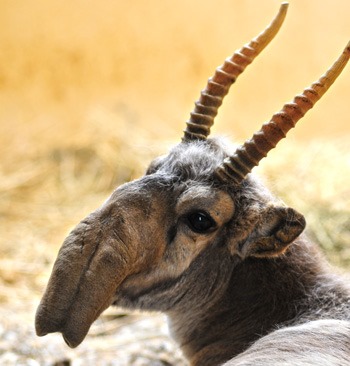 [Amazing%2520Animal%2520Pictures%2520The%2520Saiga%2520Antelope%2520%25281%2529%255B4%255D.jpg]