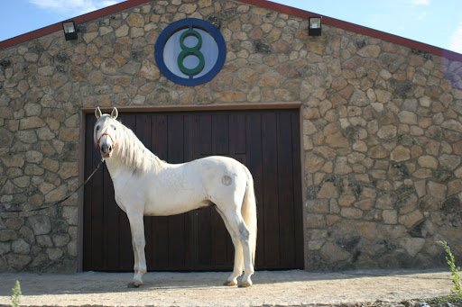 Diecisiete