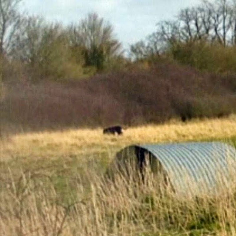 Mysterious Black Big Cats Are As Unconvincing As Flying Saucers