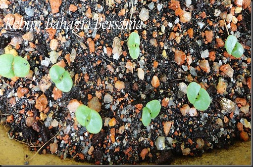 kebun bahagia bersama basil sweet genovese kebun bahagia bersama basil sweet genovese