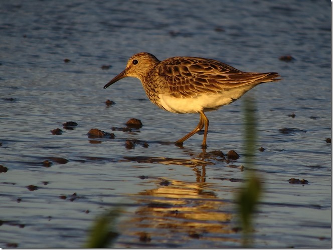 Pec Sand Alkboro 26.08 (1)