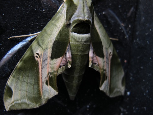 Eumorpha pandorus Eumorpha pandorus