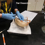 rat_dissection_title.JPG