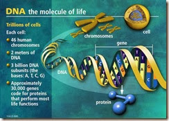 DNA