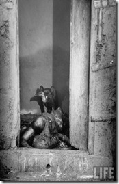 Vulture feeding on a corpse lying abandoned in a doorway after bloody rioting between Hindus and Muslims