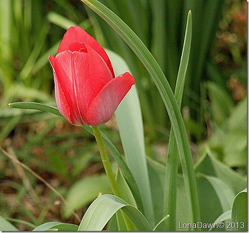 Tulip_Red