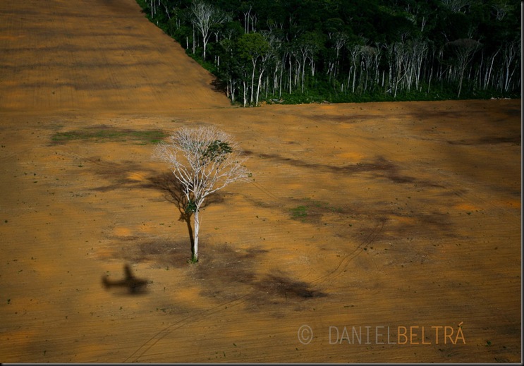 Soy field near Belterra, Para State, Brazil.