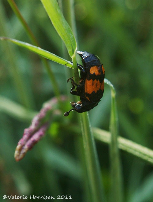 [Nicrophorus-vespilloides%255B2%255D.jpg]