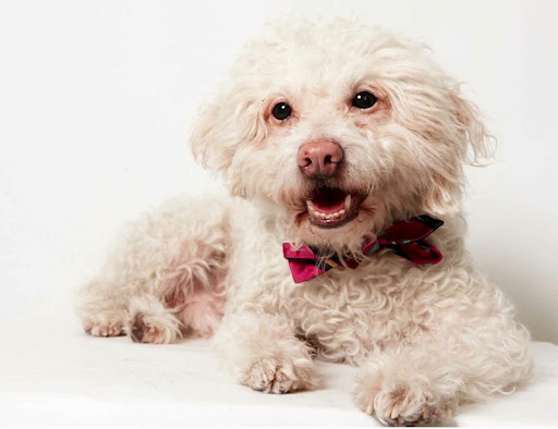 Lindsey Lohan
(Sweet loving Cano here is still hoping to land a forever home.  Perhaps you'd like a loyal best friend?  Meet Cano at 
The Humane Society of New York). 
 Photo by Richard Phibbs