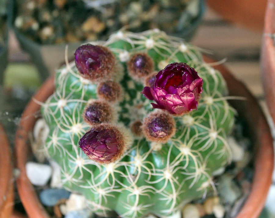 [120514_notocactus-uebelmannianus_01%255B3%255D.jpg]