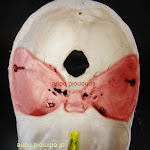skull_sphenoid_labeled.JPG