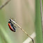 Lady Bug
