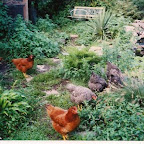 Chickens_1.jpg