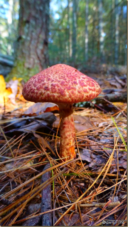 mushrooms_075