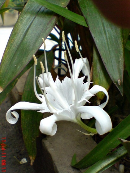 Pancratium zeylanicum flower