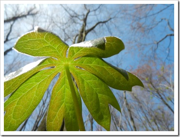 2013-04-27 Ohiopyle State Park, PA (1)