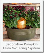 pumpkin automatic mum watering system
