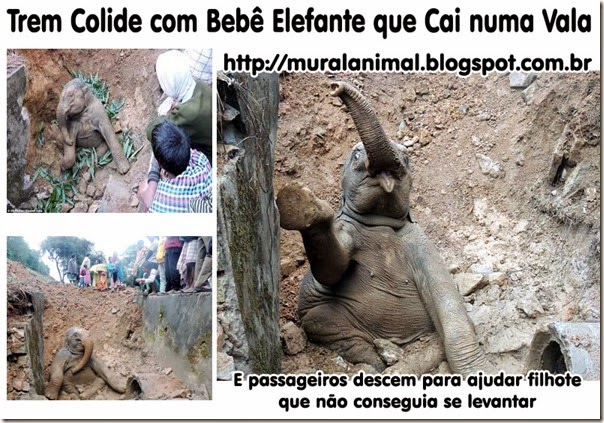 Elefante-bebe-1