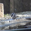 BP-20111111-zoo-350.jpg