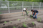 What's Going on in the Tomato Patch?