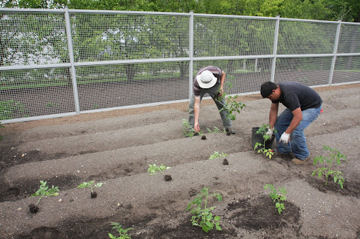 Oh boy!  It's that time of year again - time to plant the tomato seedlings.