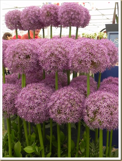 Splendid tiers of well-behaved alliums at the Warmenhoven stand. DSCN9006