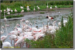 Slimbridge WWT - Rain