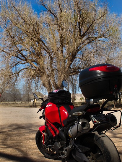 Ducati and Cottonwood Tree