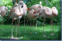 0283 Alberta Calgary - Calgary Zoo Destination Africa - South America - Chilean Flamingo