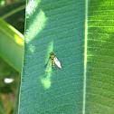 Long-Legged Fly