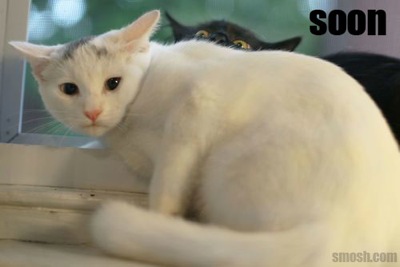 soon-cat-window.jpg Soon cat window
