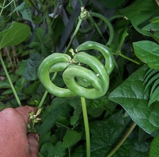 [Pretzel%2520Bean1%255B2%255D.jpg]