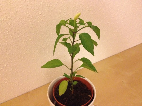 Chilipflanze mit Frucht :) chili.jpg