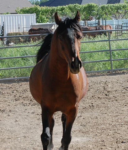 [horses2011242.jpg]
