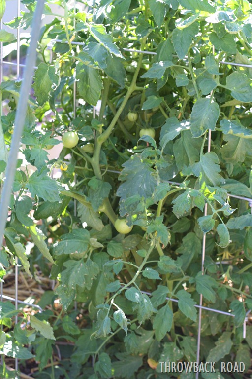 [garden%2520walk%2520July%252017%2520022%255B5%255D.jpg]