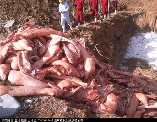 ThitLonBan_Nếu không được phát hiện thì lô thịt lợn bẩn này đã nằm trên bàn ăn của người tiêu dùng..jpg