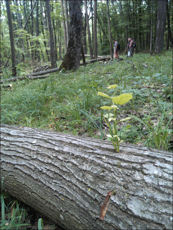 IMAG0344.jpg