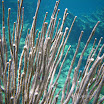  Snorkel Buck Island Reef 