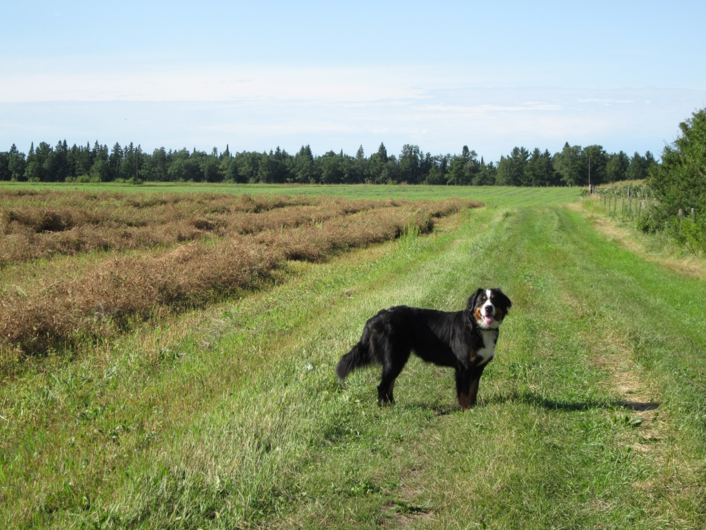 [Around%2520the%2520farm%2520yard%2520022%255B3%255D.jpg]