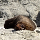 South Island - Kaikoura - a bigger seal