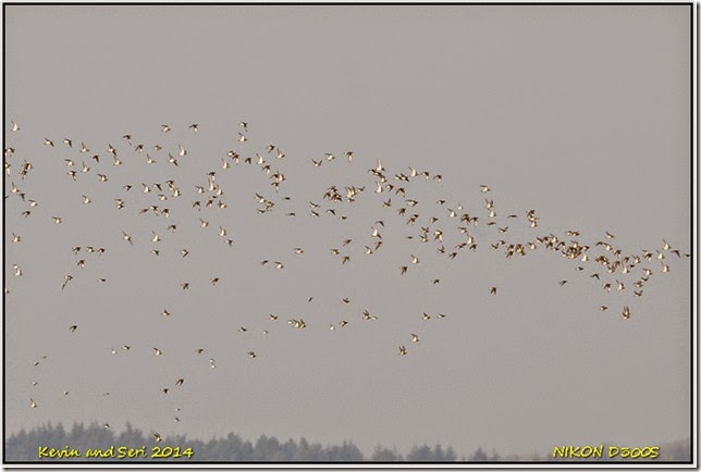 Slimbridge WWT - Autumnal scenes