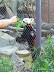 National Zoo in August