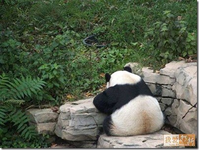 panda back