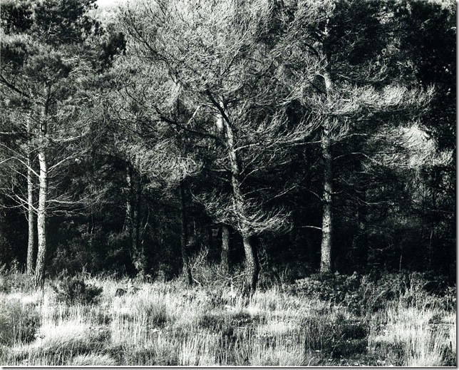 Harry Callahan_4