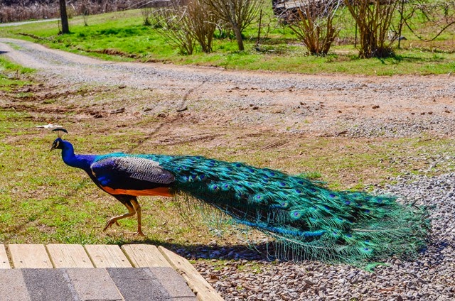 [peacock-19481%255B2%255D.jpg]