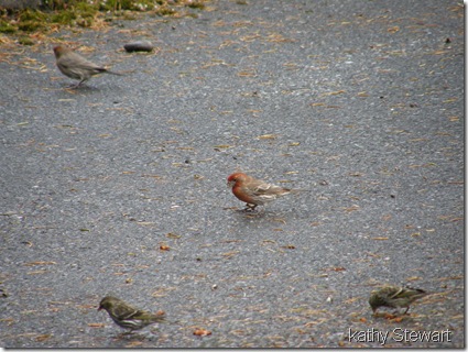 House Finch and Pine Sisken