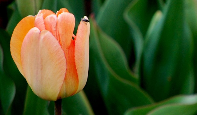 [tulips7%255B2%255D.jpg]