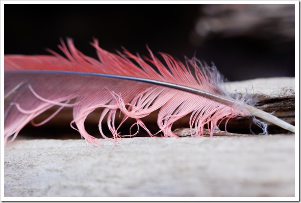 cardinal feather